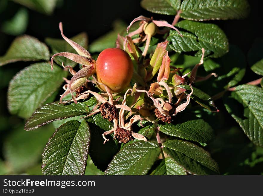 Plant, Rose Hip, Fruit, Sorbus