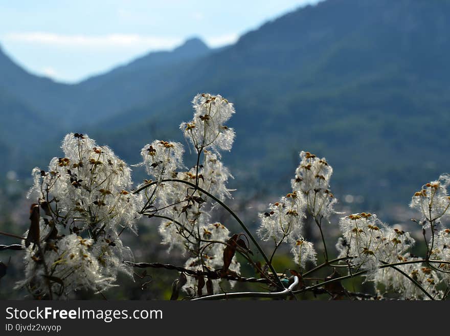 Sky, Branch, Blossom, Flower