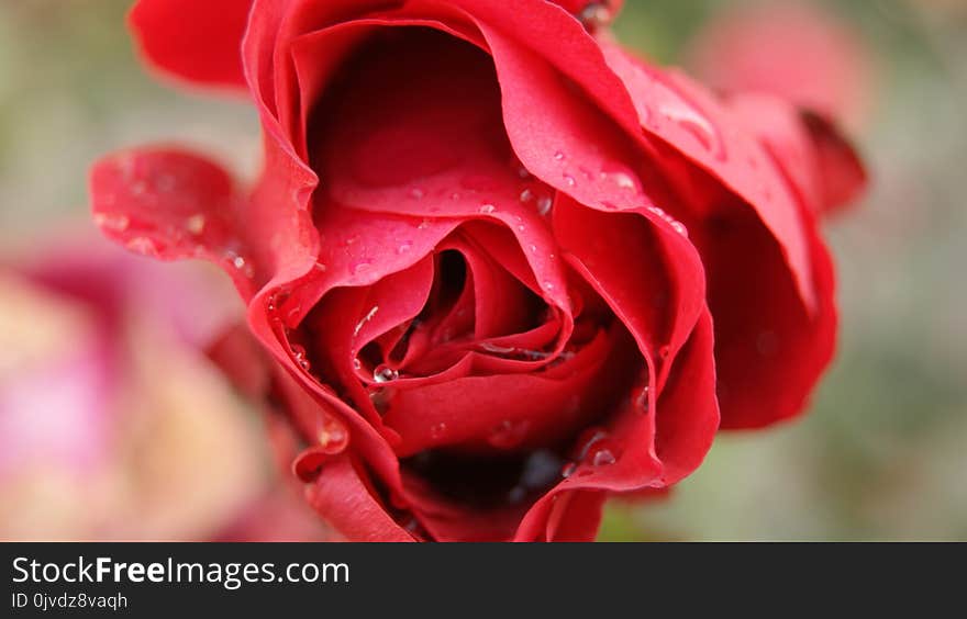 Flower, Rose, Red, Garden Roses