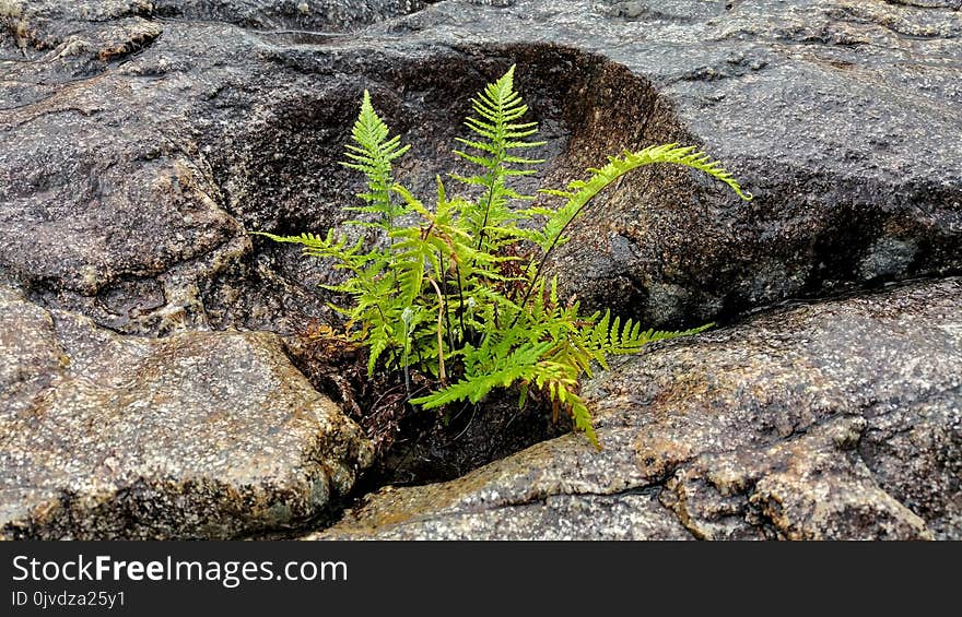 Plant, Vegetation, Rock, Flora