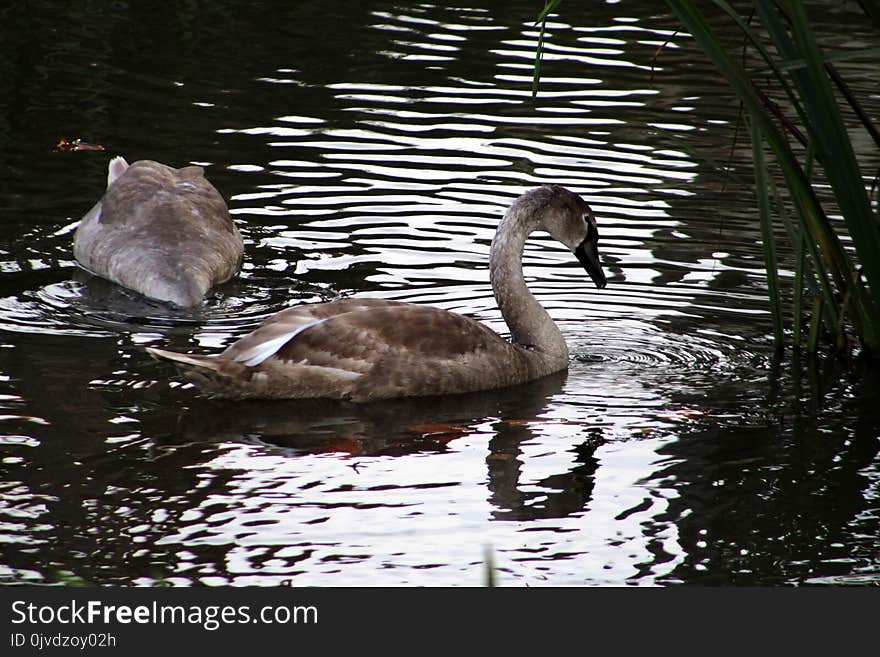 Water, Bird, Reflection, Fauna