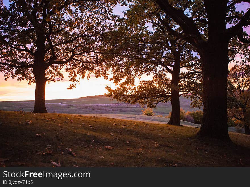 Nature, Tree, Sky, Branch