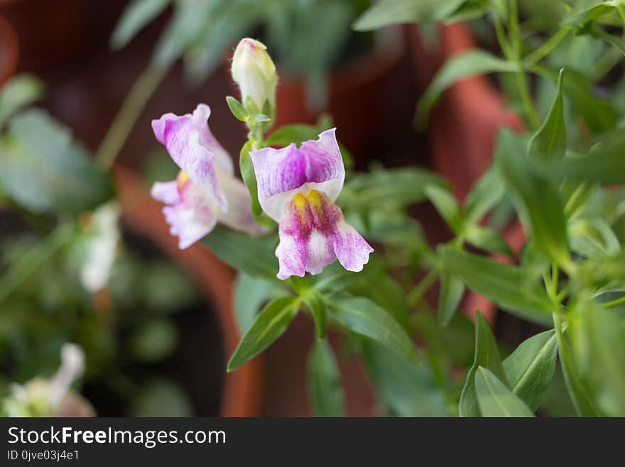 Flower, Flora, Plant, Snapdragon