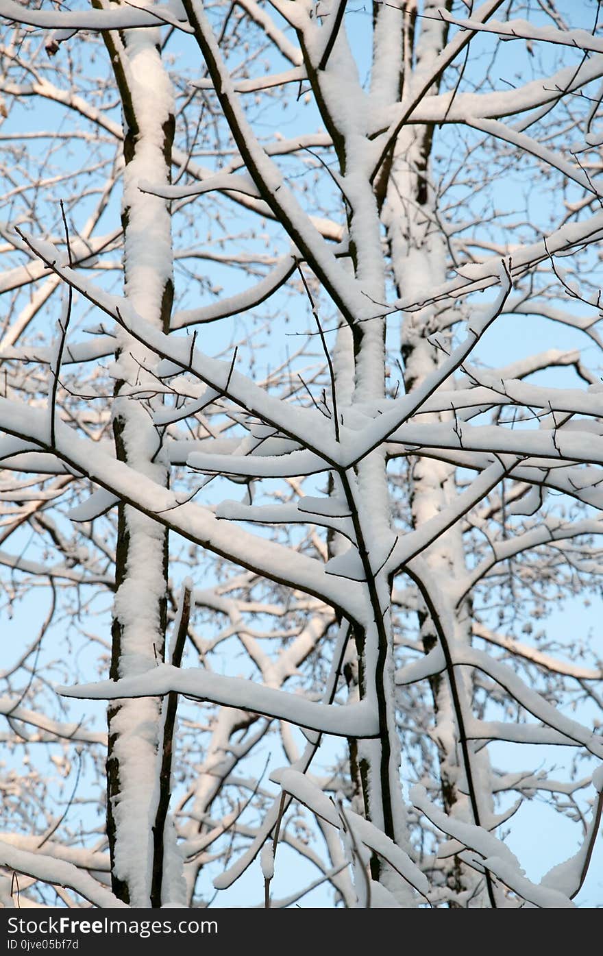 Branch, Tree, Woody Plant, Winter