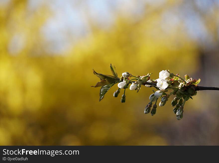 Yellow, Branch, Flora, Leaf