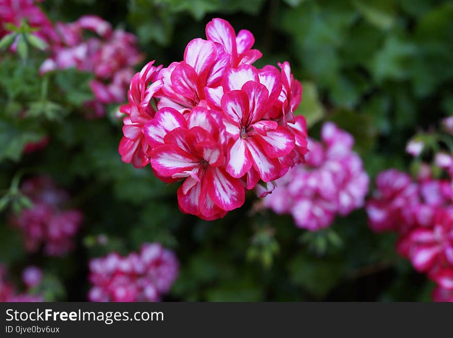 Flower, Plant, Pink, Flowering Plant