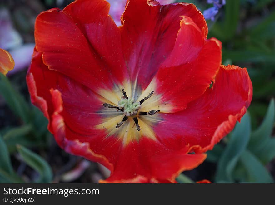 Flower, Tulip, Plant, Flowering Plant