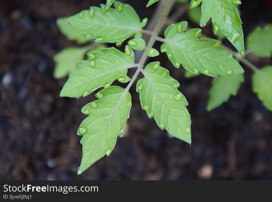 Leaf, Plant, Tree, Deciduous