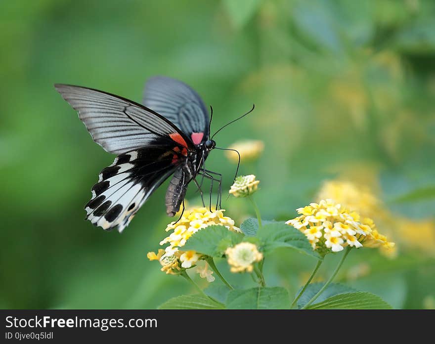 Butterfly, Moths And Butterflies, Insect, Brush Footed Butterfly