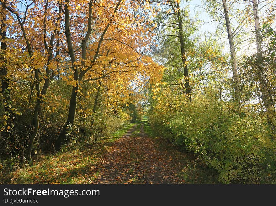 Woodland, Nature, Ecosystem, Temperate Broadleaf And Mixed Forest