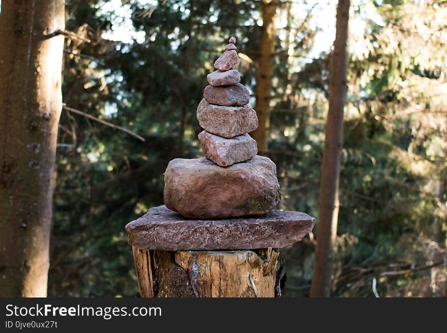 Tree, Temple, Wood, Outdoor Structure