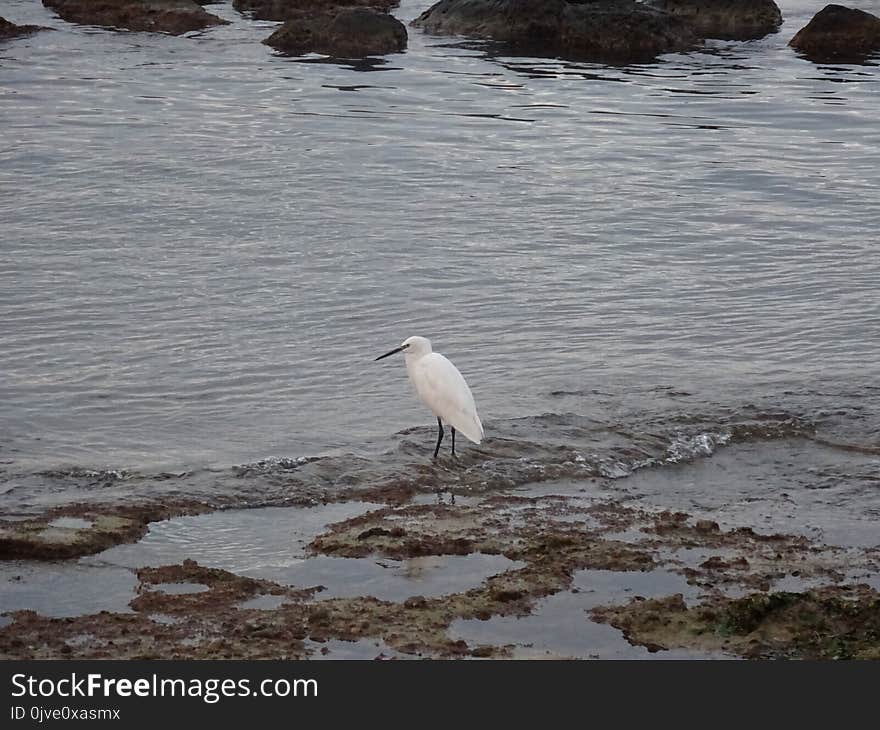 Bird, Fauna, Water, Beak