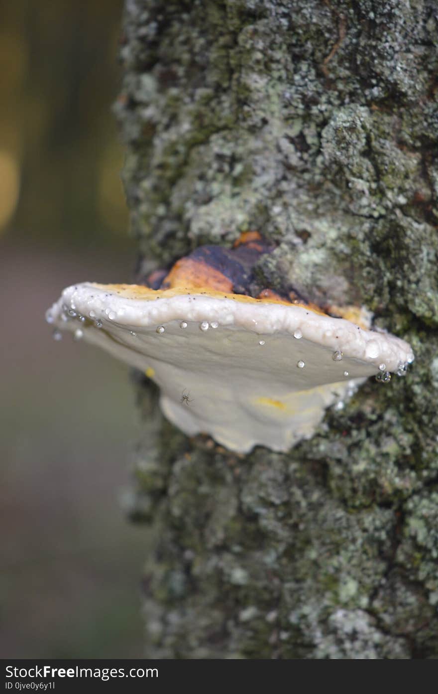 Fungus, Medicinal Mushroom, Oyster Mushroom, Agaricomycetes