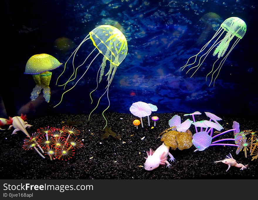 Jellyfish, Organism, Cnidaria, Marine Biology