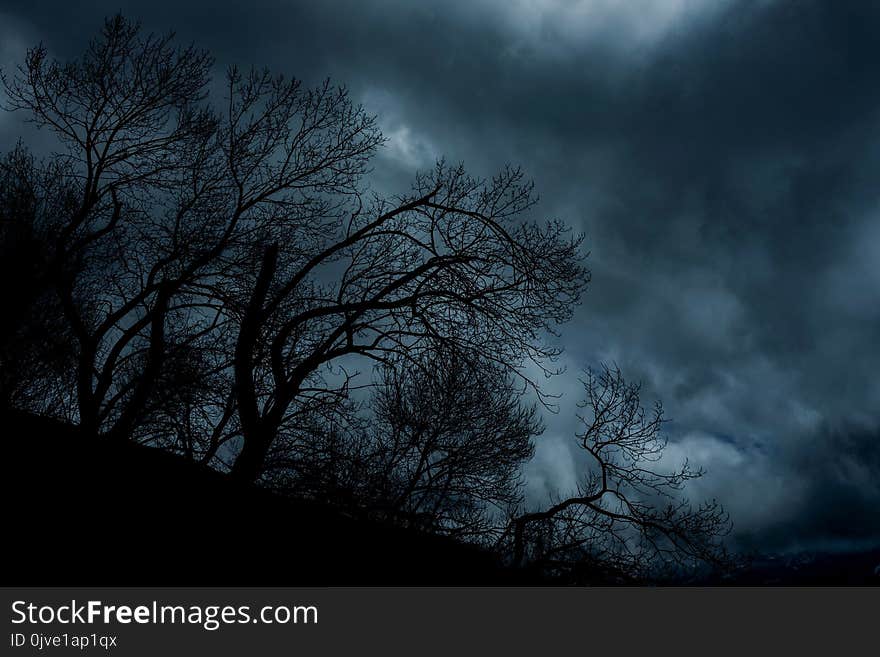 Sky, Tree, Cloud, Woody Plant