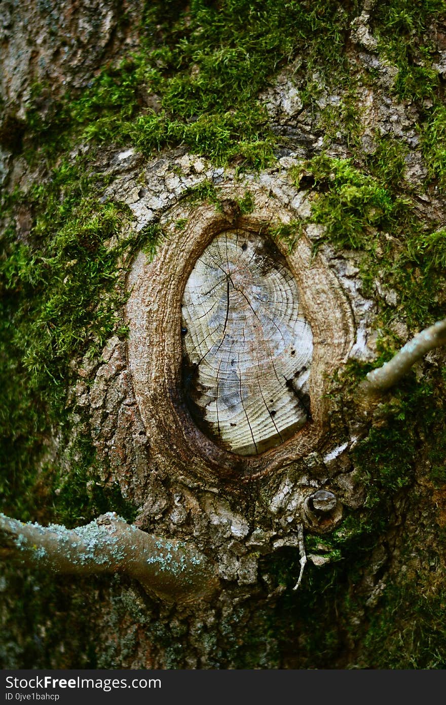 Tree, Woody Plant, Plant, Trunk