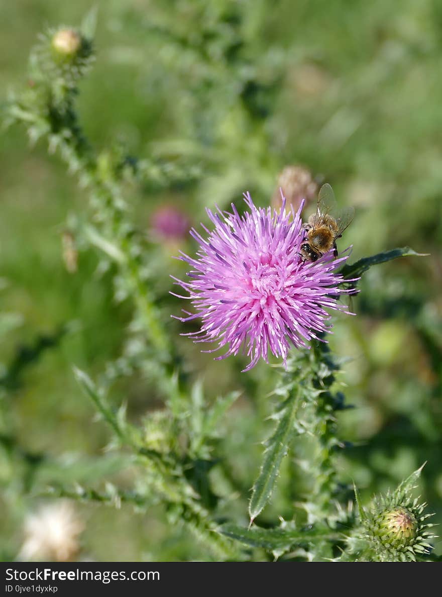 Silybum, Thistle, Noxious Weed, Flower