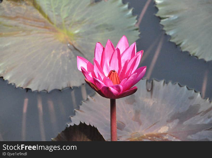 Flower, Pink, Flora, Plant