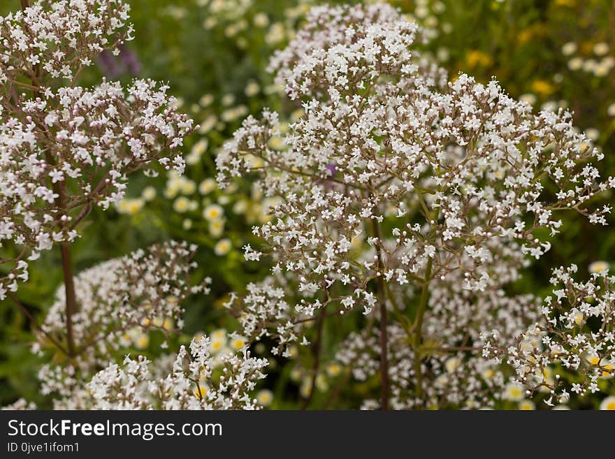 Plant, Flora, Flower, Cow Parsley