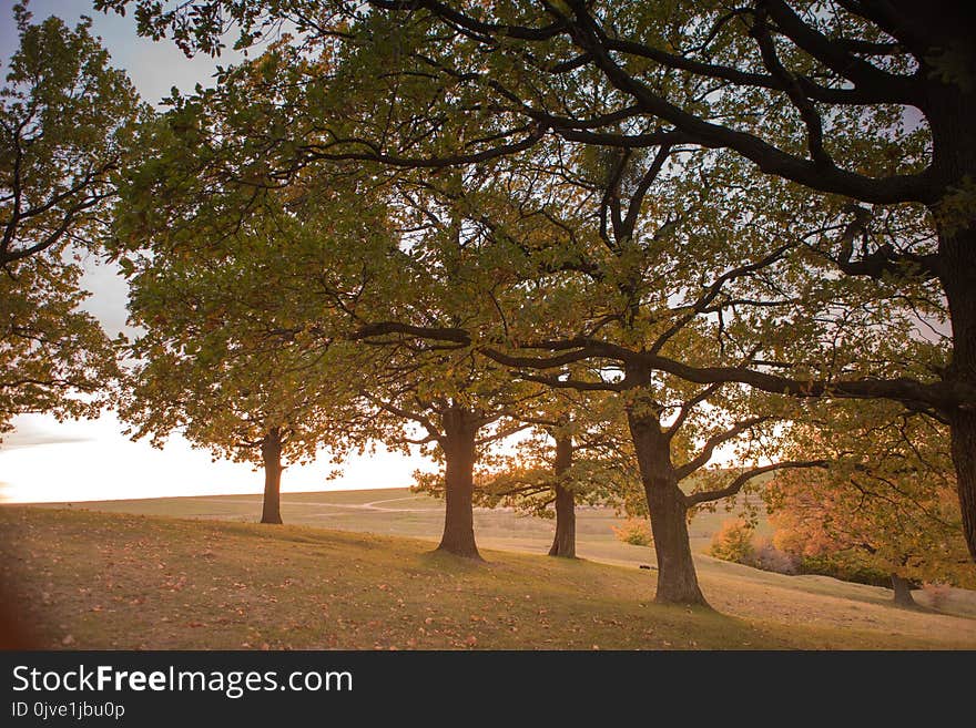 Tree, Nature, Woody Plant, Leaf