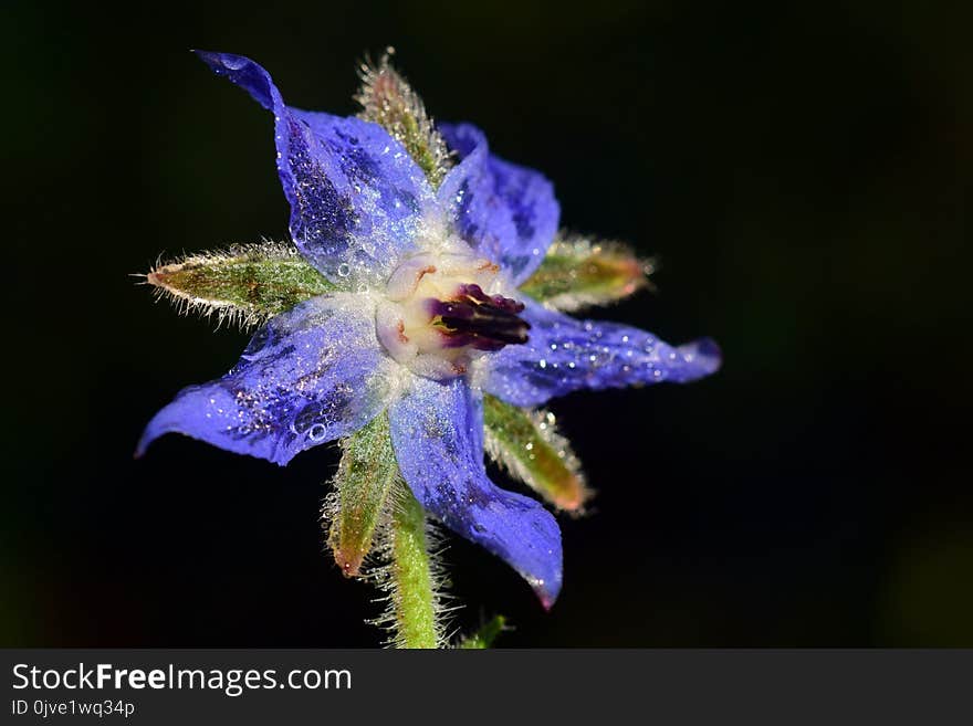 Flora, Plant, Flower, Close Up