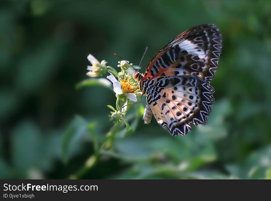 Butterfly, Moths And Butterflies, Insect, Brush Footed Butterfly