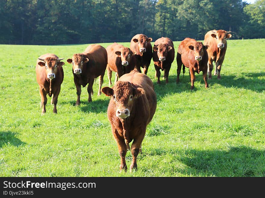 Pasture, Grassland, Grazing, Cattle Like Mammal