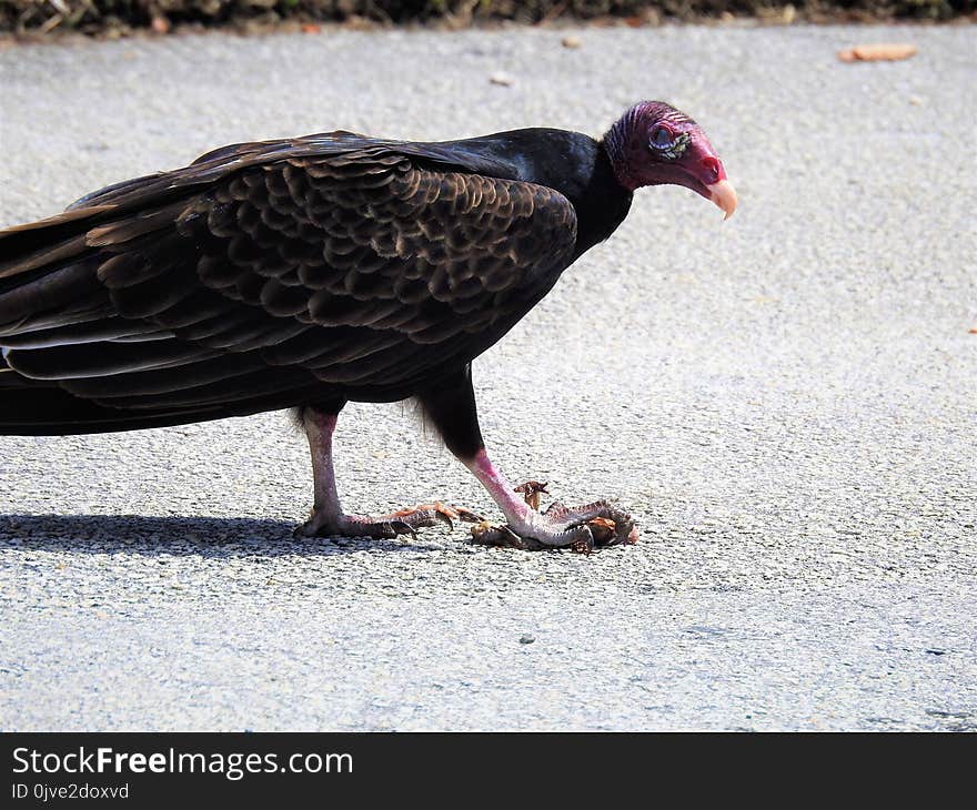 Fauna, Bird, Beak, Bird Of Prey