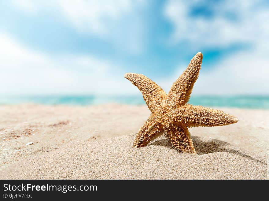 One Starfish on beach sand, close-up view