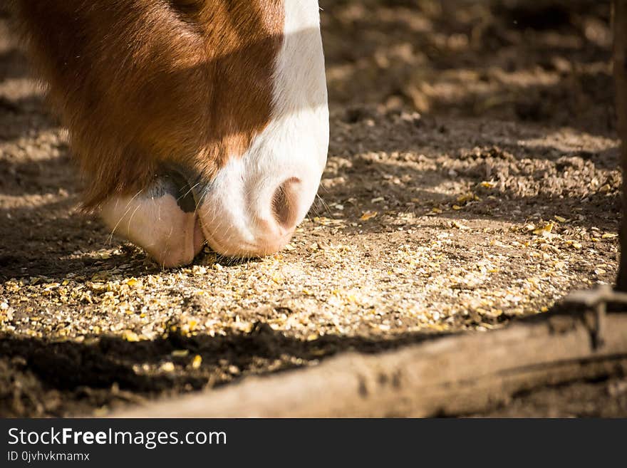 Horizontal View of Free Horse Grazing Cereals in a Farm. Monteiasi, South of Italy