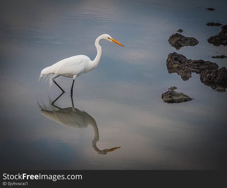 Great Egret Curacao Views