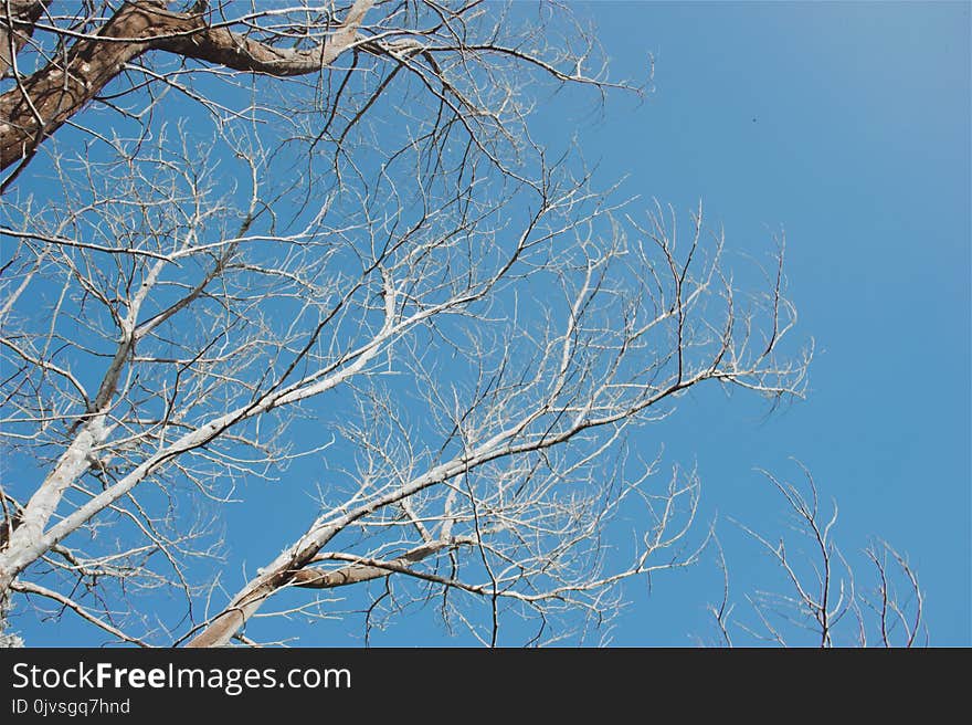 Bared Tree Under Blue Sky