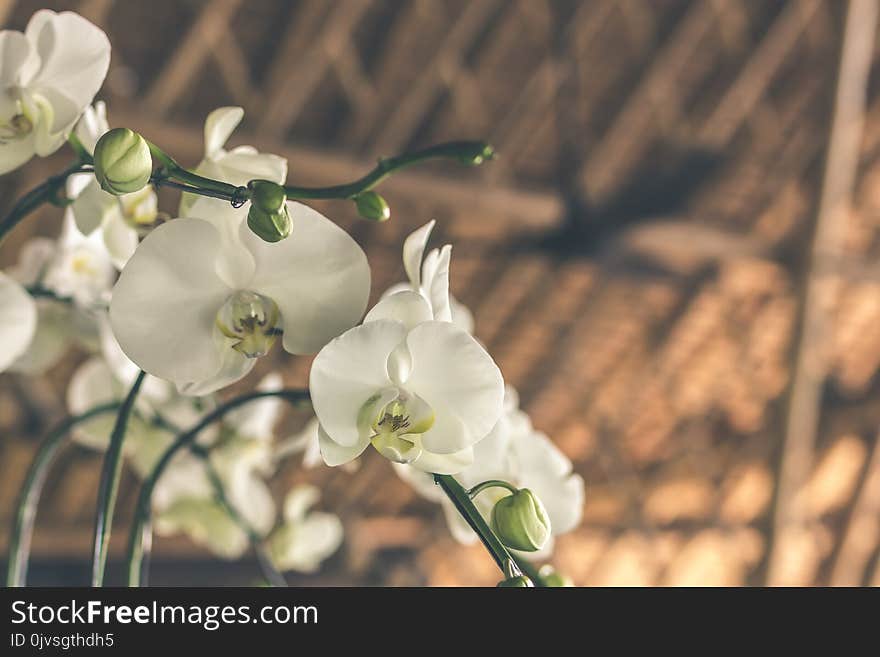 Selective Focus White-and-green Moth Orchids