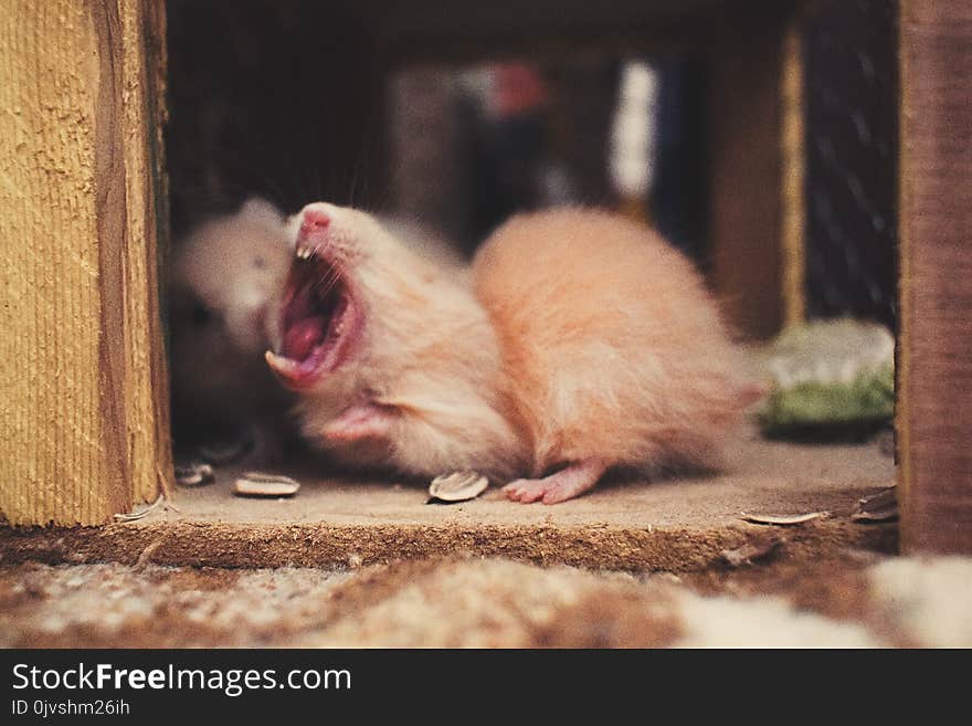 Shallow Focus Photography of Beige Mice