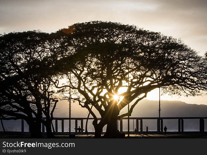 Silhouette of Tree Beside Bridge Railing