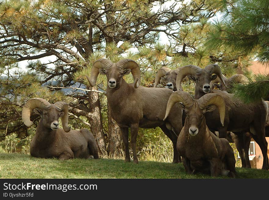 Five Ram Goats Beside Green Trees