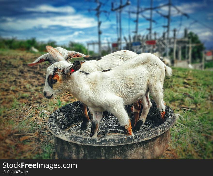 Two White Goats Near Green Grass Field