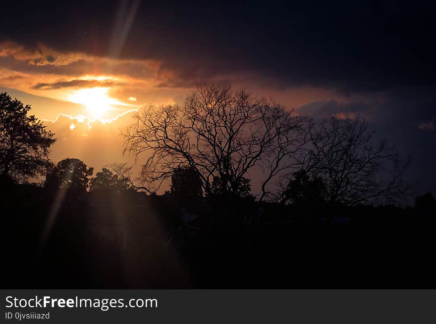 Silhouette of Trees during Golden Hour