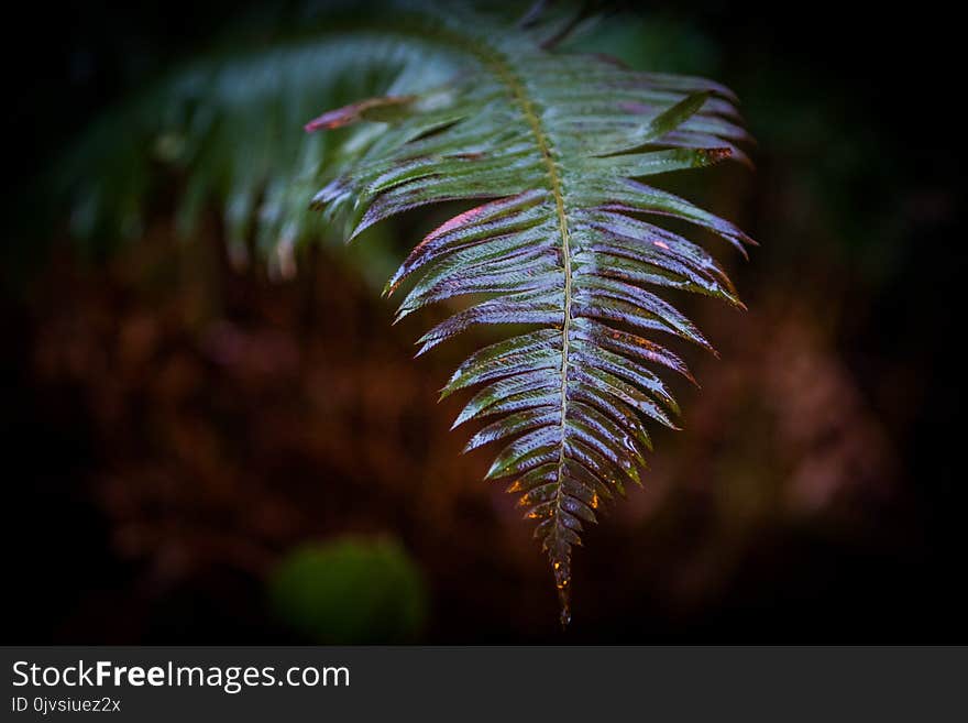 Fern Plant Auto Focus Photography