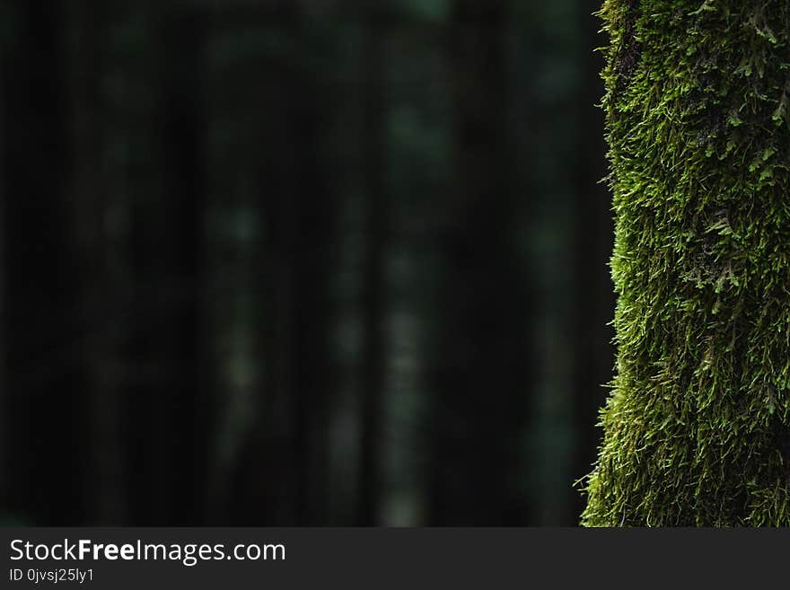 Selective Focus Photo of Hedge