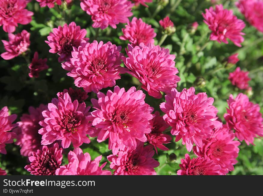 Flower, Plant, Pink, Flowering Plant