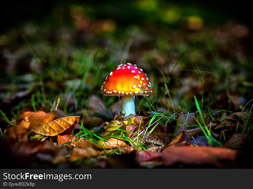 Mushroom, Ecosystem, Leaf, Fungus