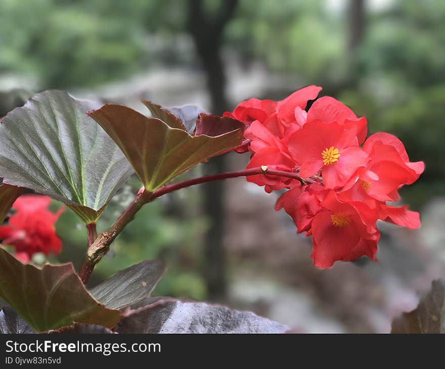 Flower, Plant, Flora, Flowering Plant