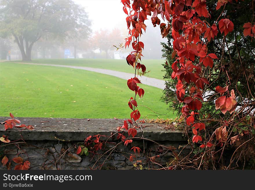 Leaf, Red, Nature, Plant