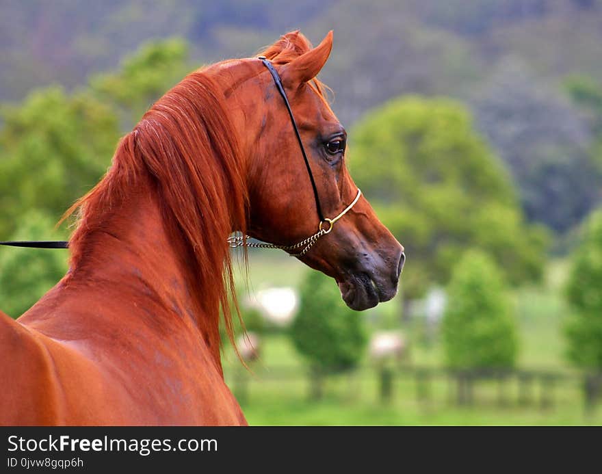 Horse, Bridle, Halter, Stallion