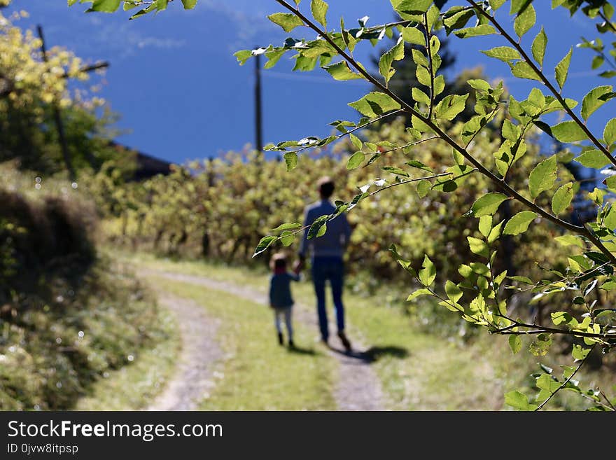 Tree, Plant, Path, Trail