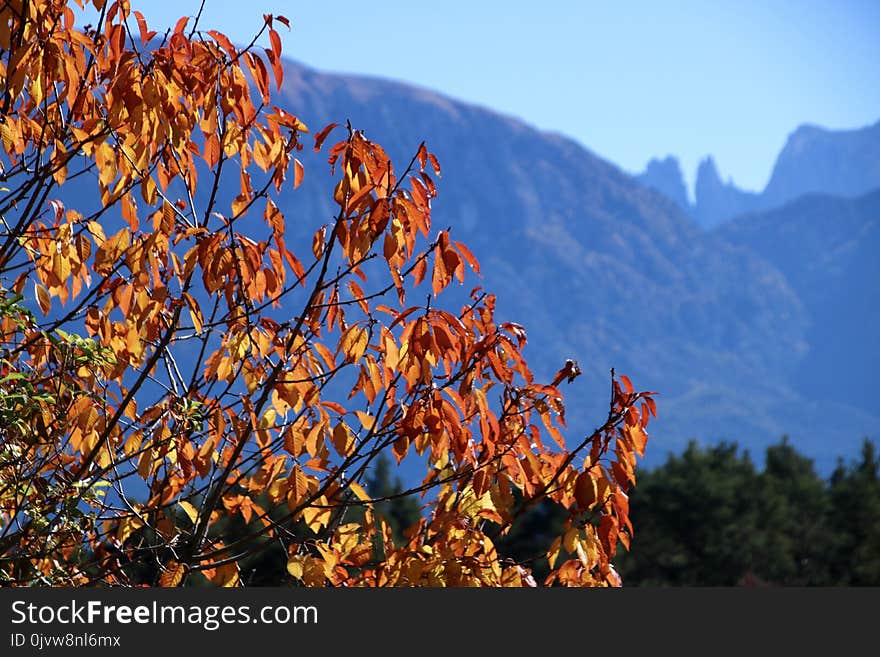 Nature, Sky, Leaf, Mountainous Landforms