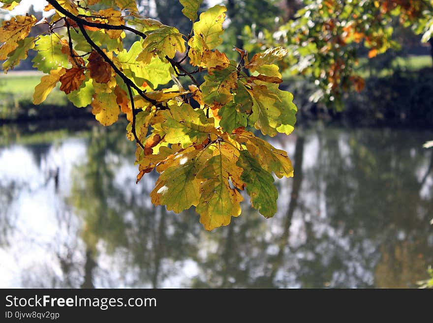 Leaf, Autumn, Tree, Branch