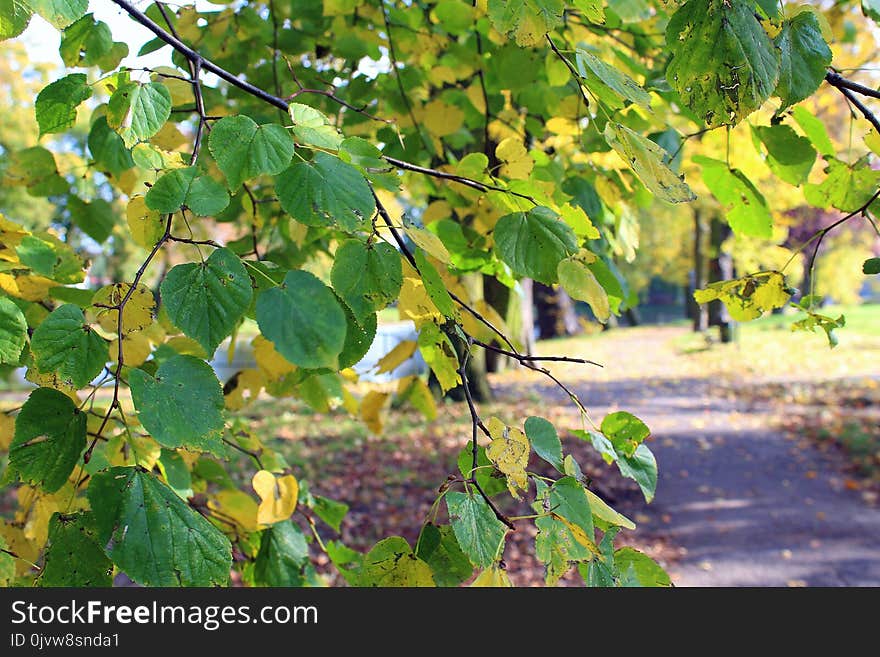 Tree, Leaf, Grapevine Family, Branch