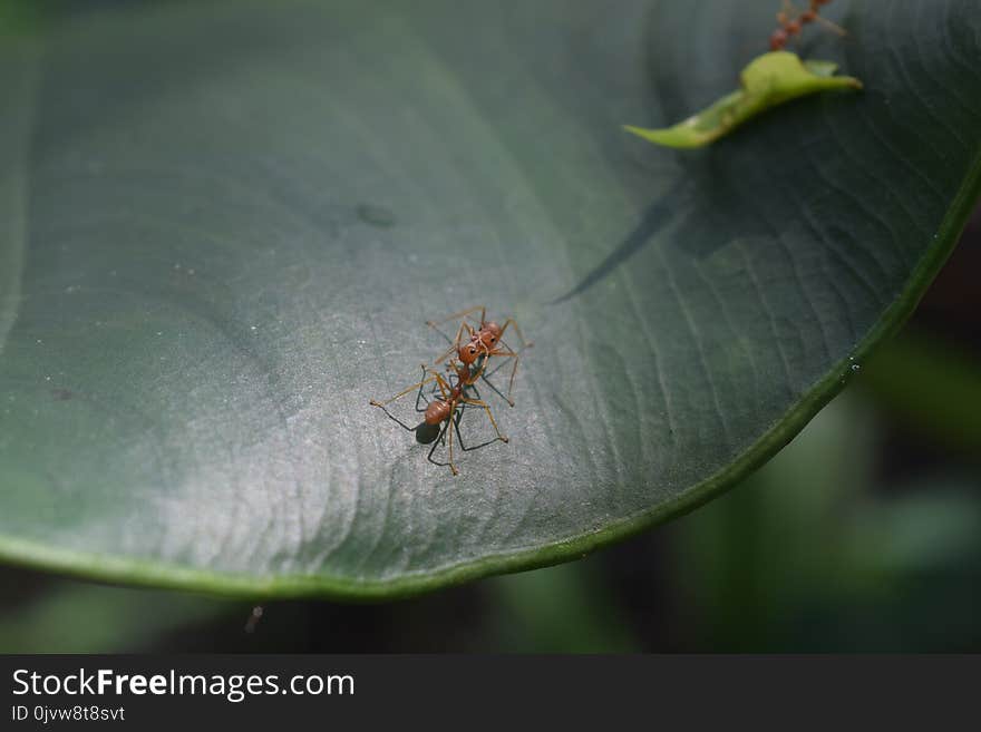 Insect, Leaf, Fauna, Macro Photography